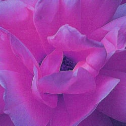 RoseII
