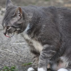 Cat Juli 2014 © by Dina.T