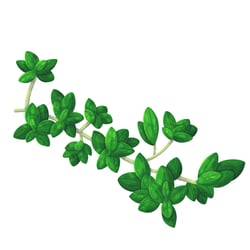 thyme