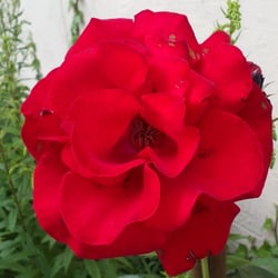 Natur 2012 Blumen