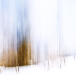 Wald2.8.3.18yellowcorner