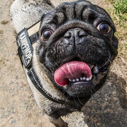 hund1
