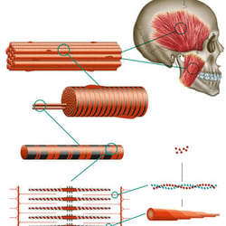 Zahntechnische Illustration