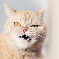 Katze1