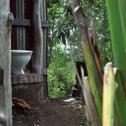 in the bush