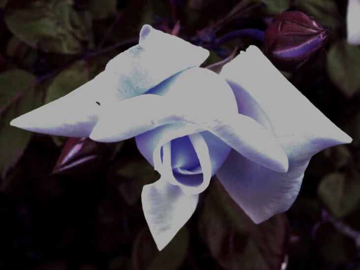 Flowers / Blumen 2012 Teil 04