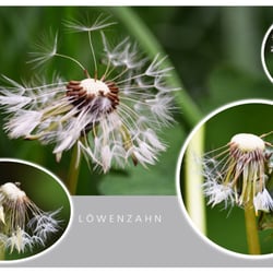 Löwenzahn