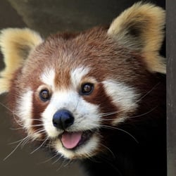 Foto des Kreativwettbewerbs „Mein schönstes Zoobild“