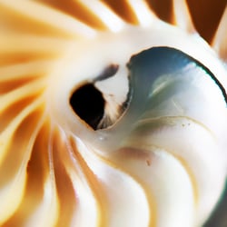 Nautilus inside