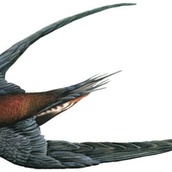 Mauersegler