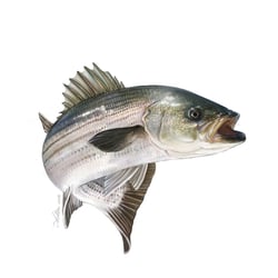 fisch illustration