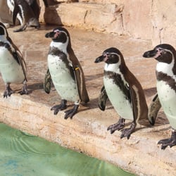 Pinguine Marineland Mallorca