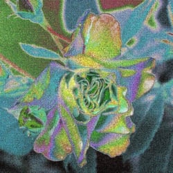 Rose2