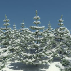 winter trees