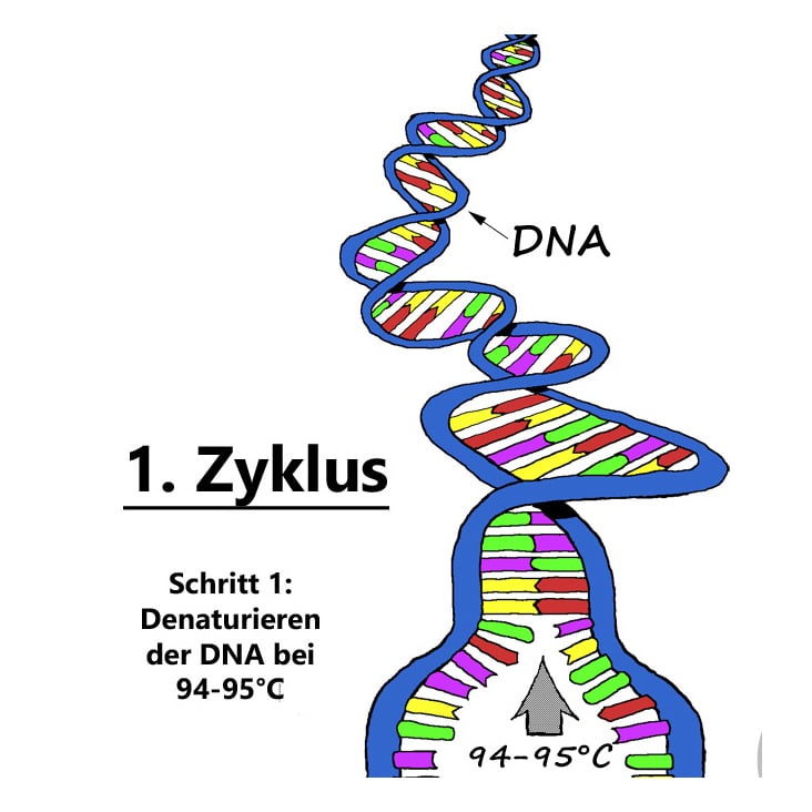 Schritt 1 der PCR