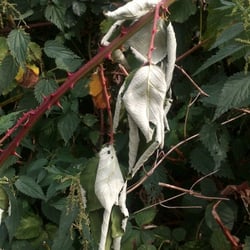 Natur 2012
