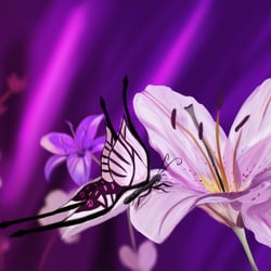 butterfly on lilly-2