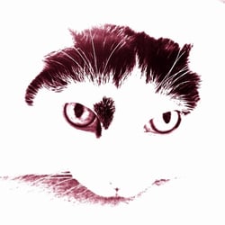 Bastet Experience 19