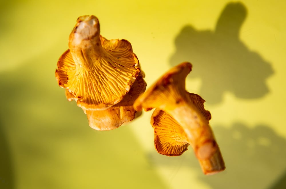 Pilze