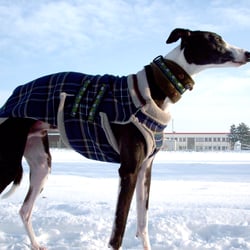 Hundemantel Tartan