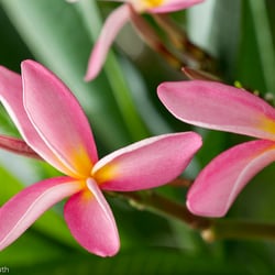 Blumenbild (44 von 60)