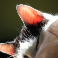 Bastet