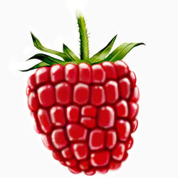 Himbeere
