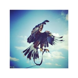 Harris Hawk