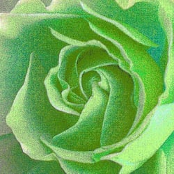 Rose IX