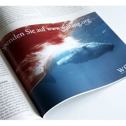 WDCS // Idee & Layout