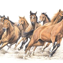 Trakehner – Farbstift