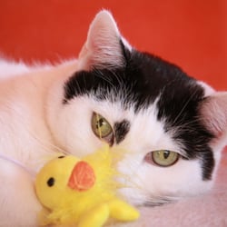 Bastet and the Bird…