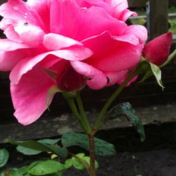 Natur 2012 Blumen Rosen