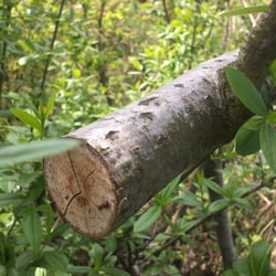 Tree No 11