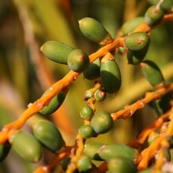 cannes33