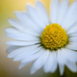 Gänseblümchen