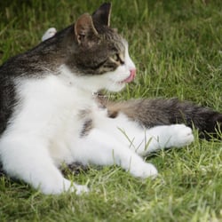 cats 2014 Foto Übungen