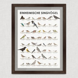 Schautafel Heimische Singvögel
