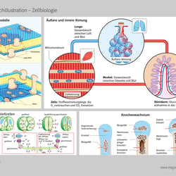 Schulbuchillustrationen Zellbiologie