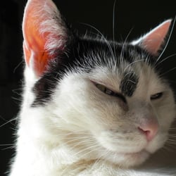 Bastet