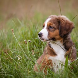 Hundefotografie