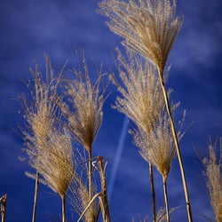 Gras