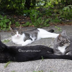 CAT ..S  AUG . 2014
