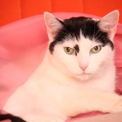Bastet the Cat 2012 Teil 03