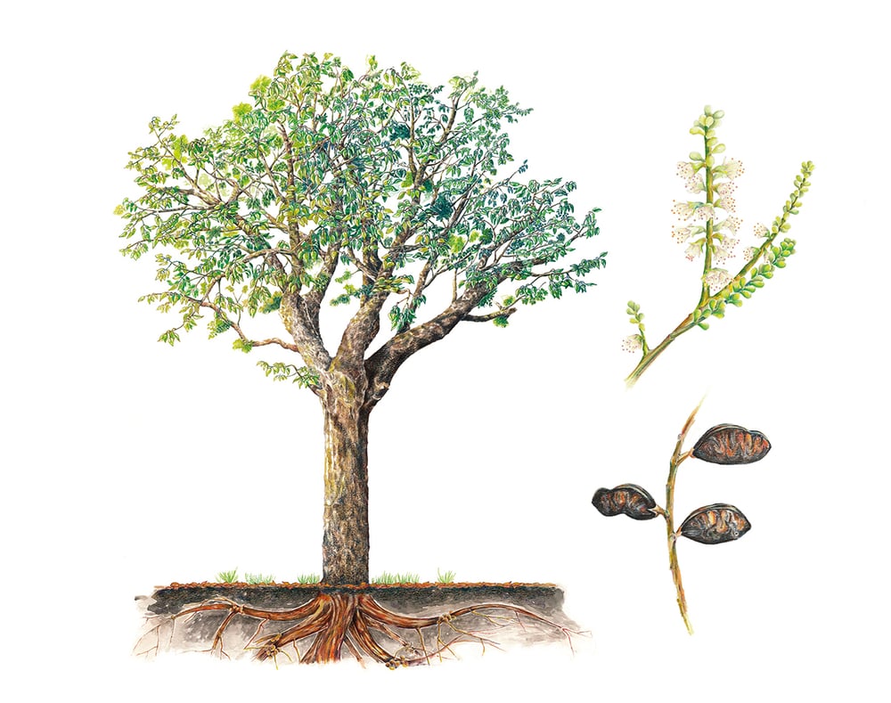 Congrio – Acosmiun nitens