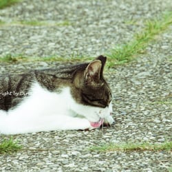 CAT AUG. 2014