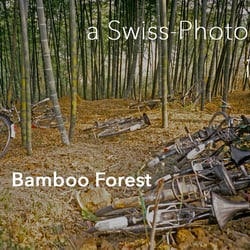 bamboo forest