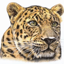 Leopard, Buntstift