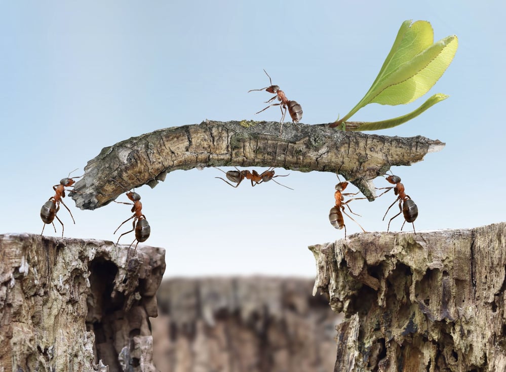 Tier und Pflanzenwelt Photoshop