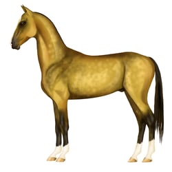 Akhal Teke